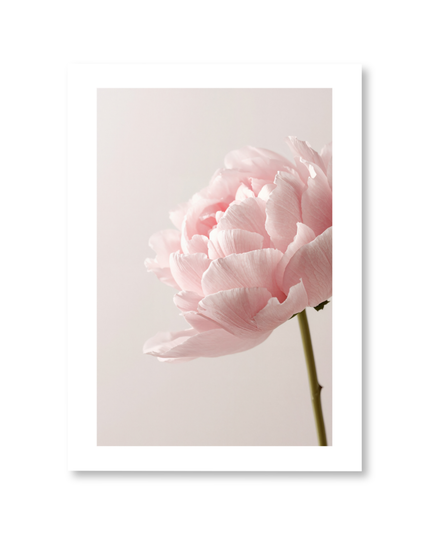 Petal Softness