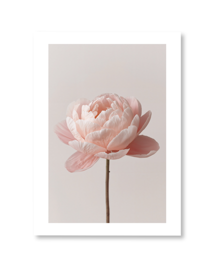 Soft Pink Peony